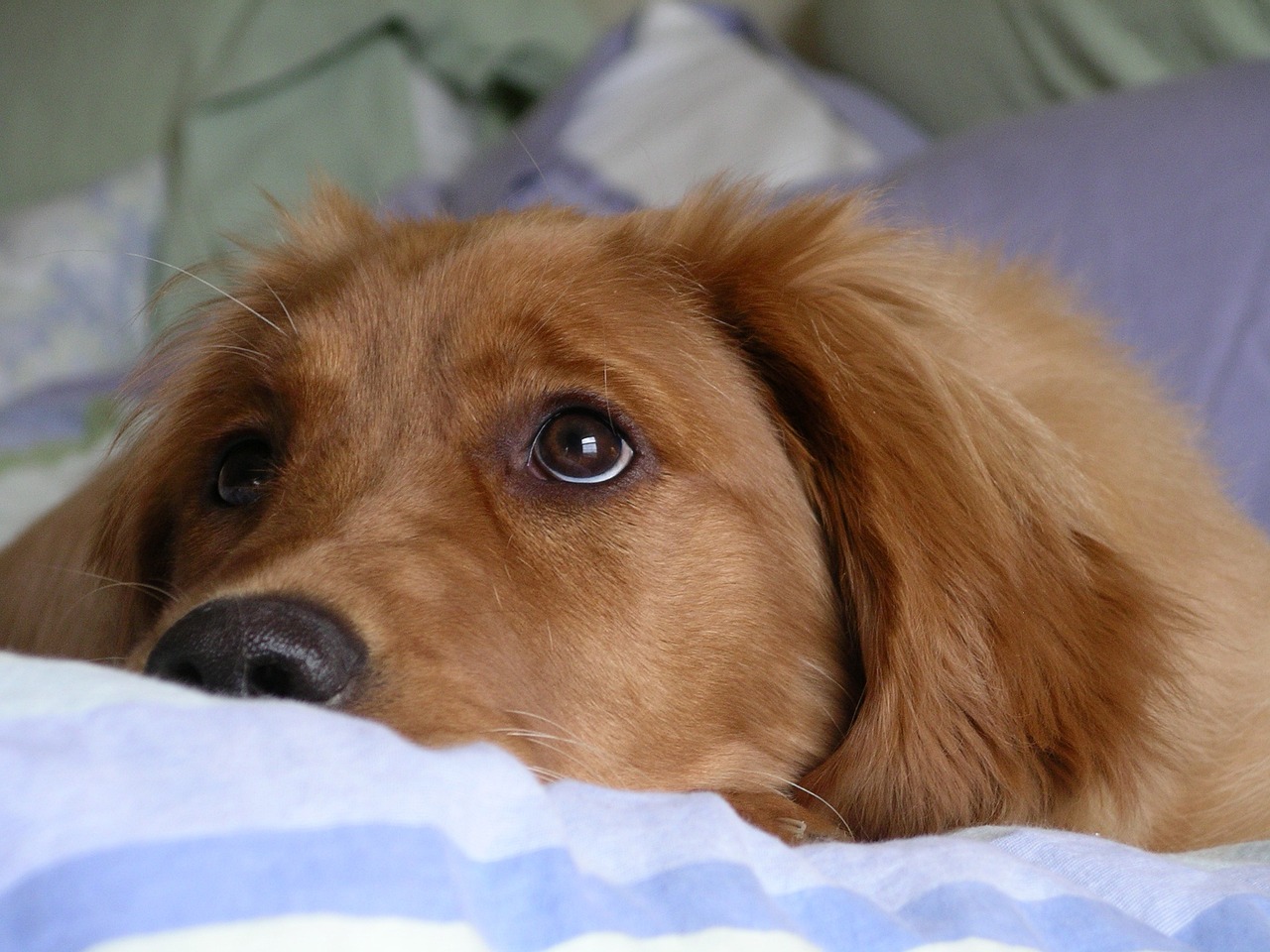 Red Golden Retriever