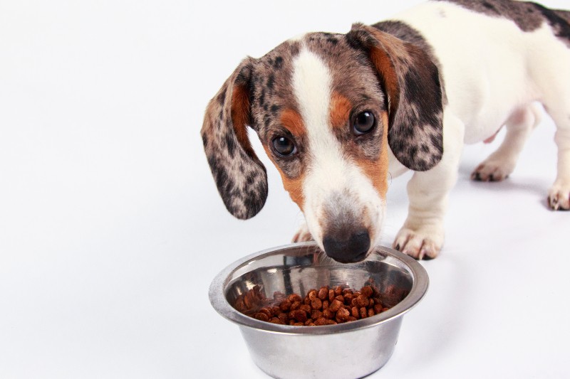 little dapple dachshund puppy eating food in a silver bowl