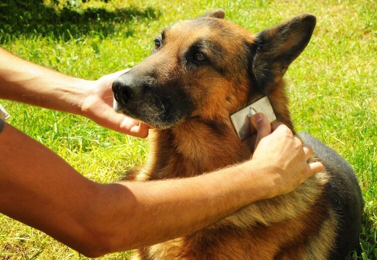 A Sable Shepherd Being Brushed