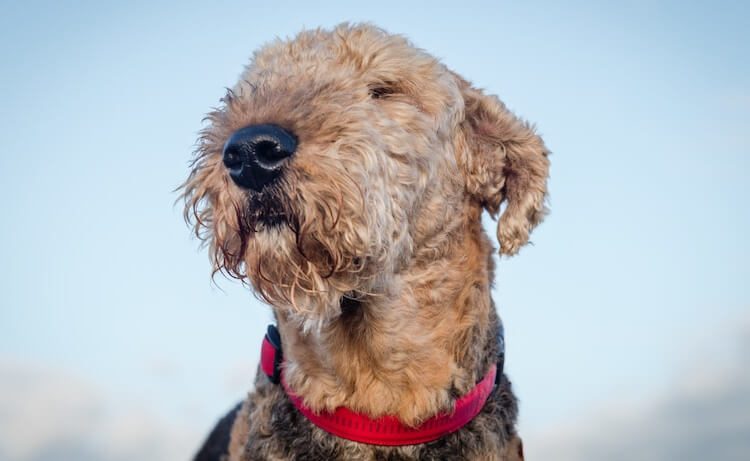 Airedoodle Poodle Terrier Mix