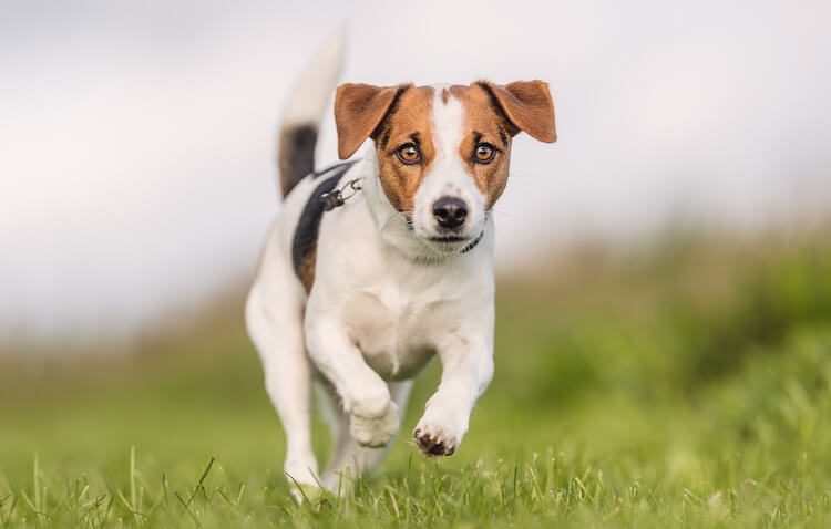 Beagle x Jack Russell Terrier Mix