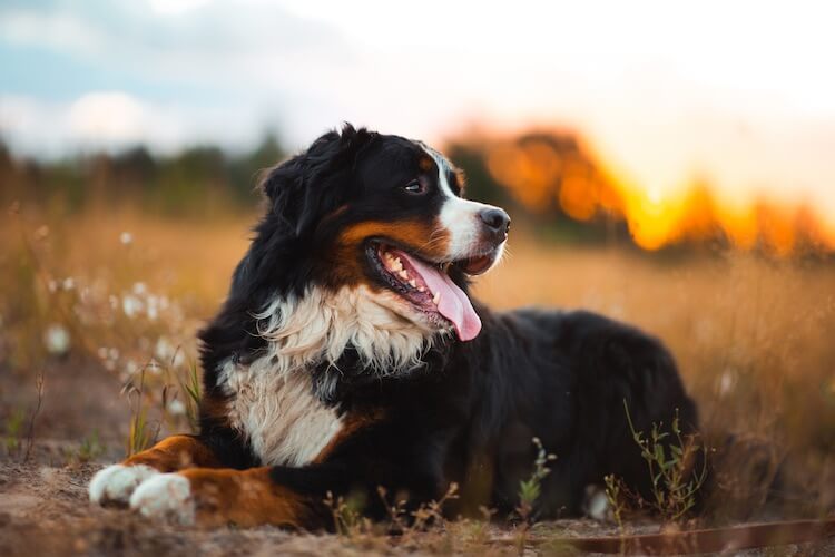 Bernese Mountain Dog