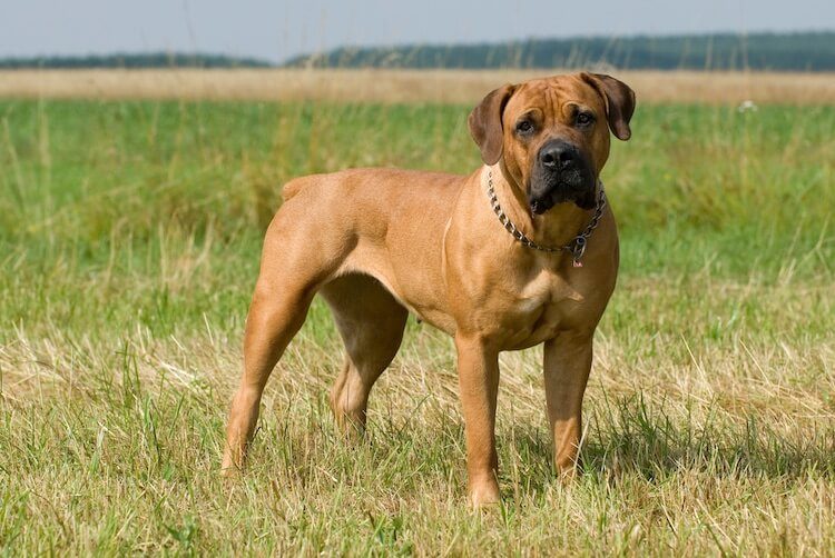 Boerboel