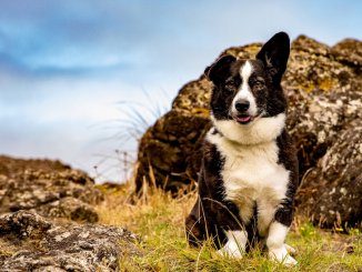 Border Collie Mix