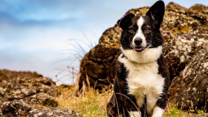 13 Popular Border Collie Mixes | All Things Dogs