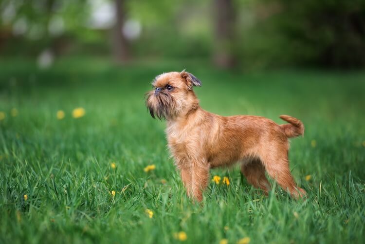 Brussels Griffon