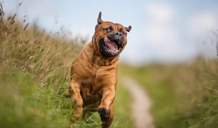 Bullmastiff