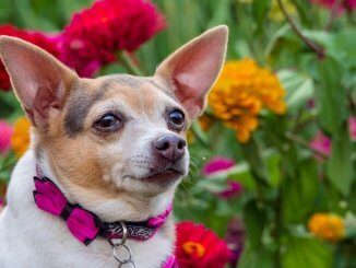 Chihuahua x Jack Russell Terrier Mix