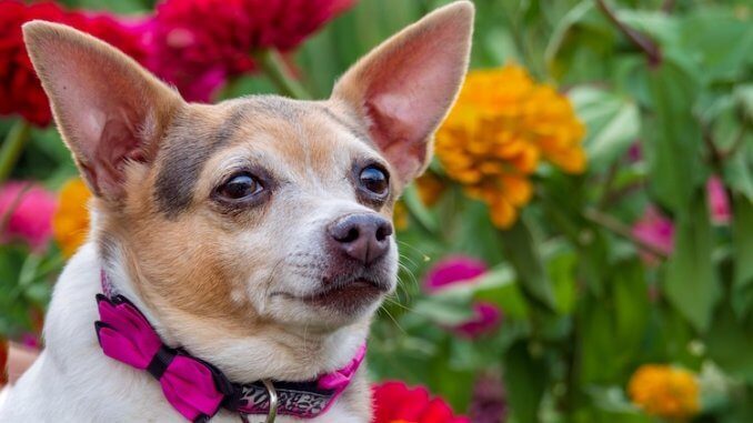 Chihuahua x Jack Russell Terrier Mix