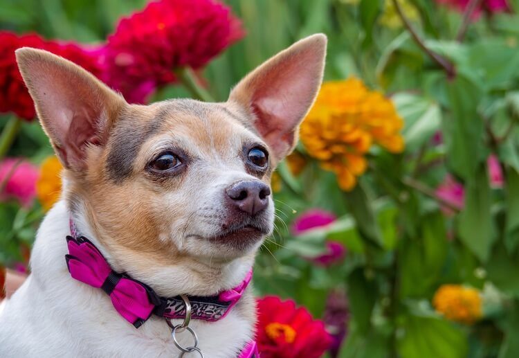 Chihuahua x Jack Russell Terrier Mix