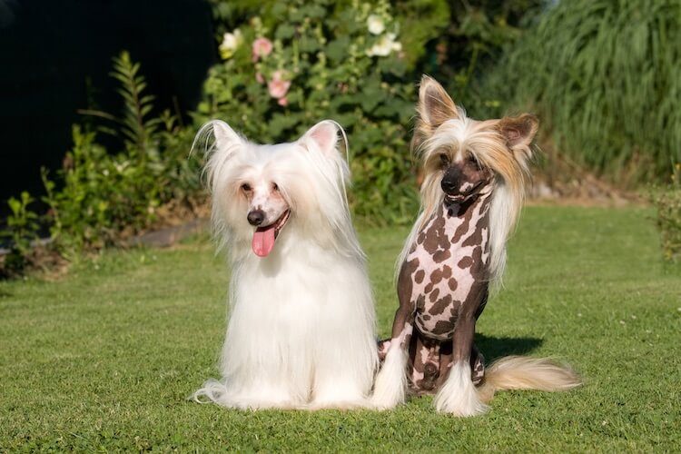 Chinese Crested Dogs