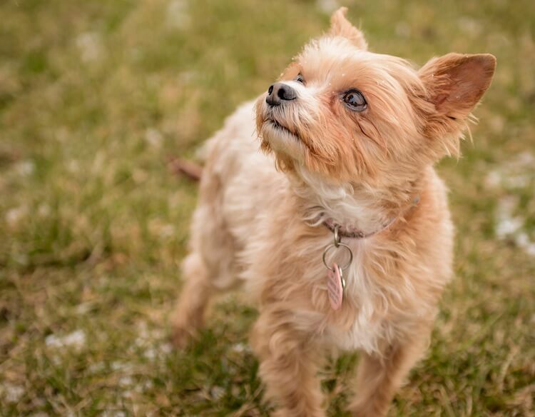 canine terrier mix