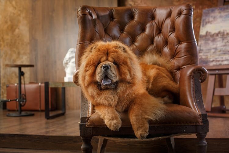 Chow Chow