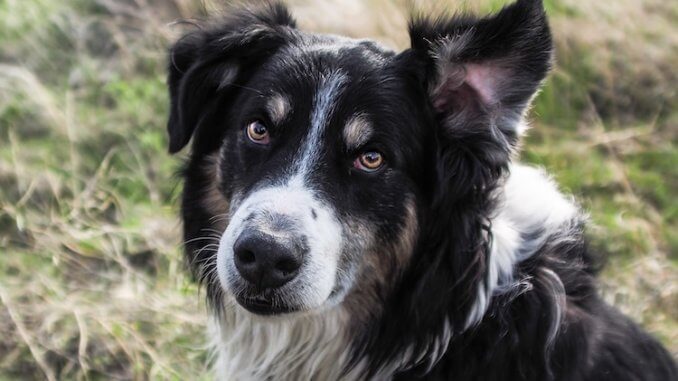 English Shepherd