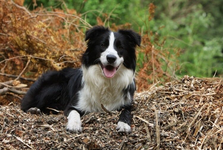 English Shepherd Dog