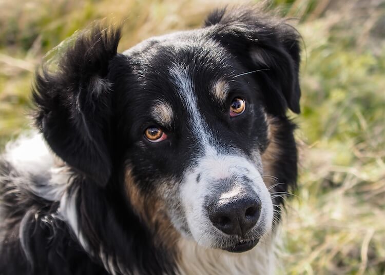 English Shepherd Face