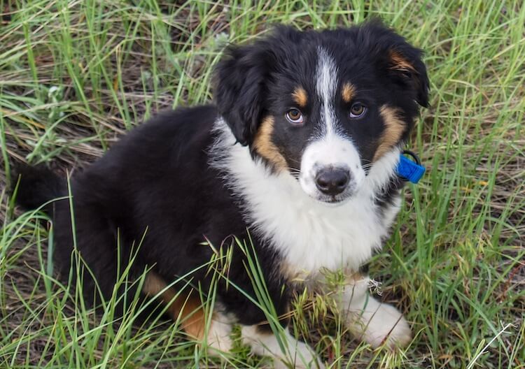 English Shepherd Puppy