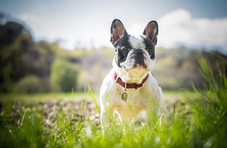 French Bulldog