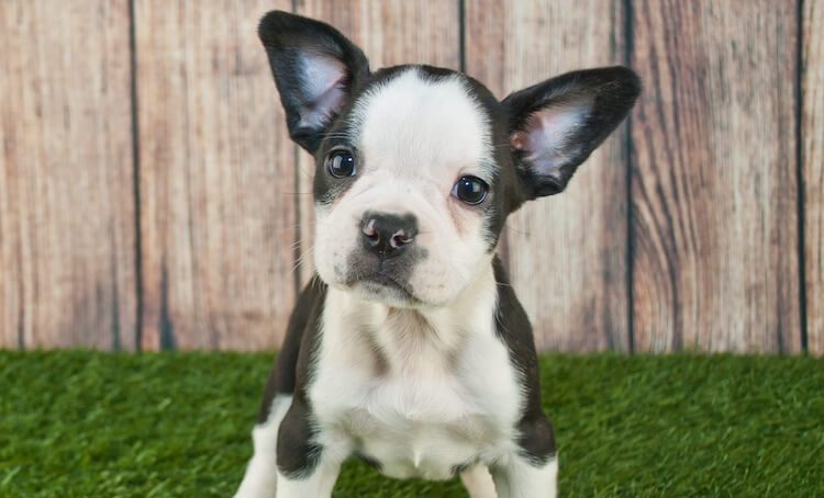 Frenchton Boston Terrier Mix