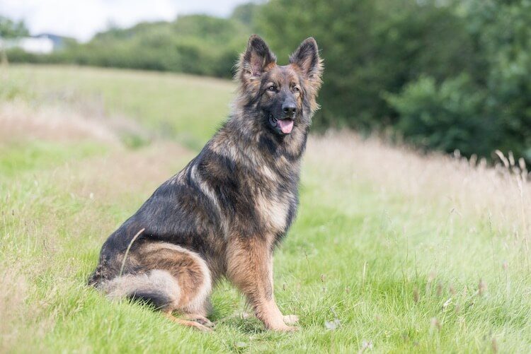 long haired sable german shepherd