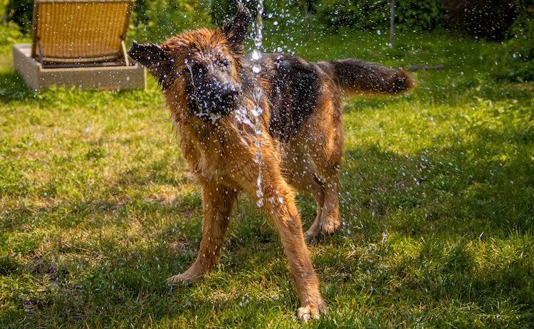 German Shepherd x Airedale Terrier Mix