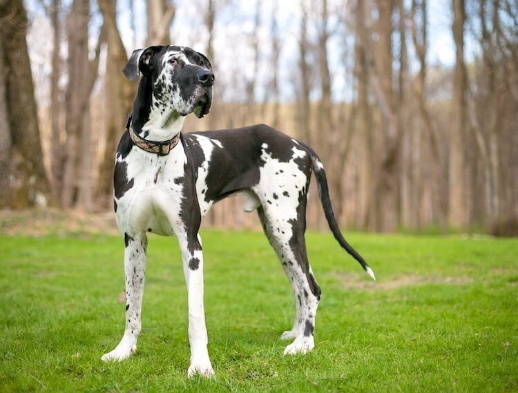 Great Dane