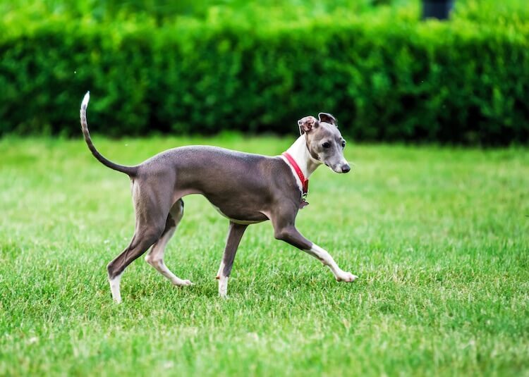 Italian Greyhound