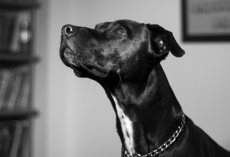 Labrabull Terrier Mix