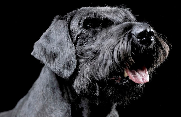 Labrador x Giant Schnauzer Terrier Mix