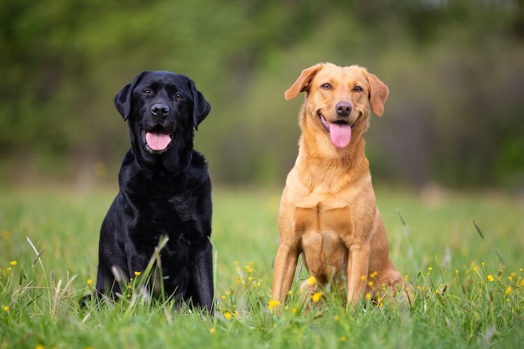 Labrador