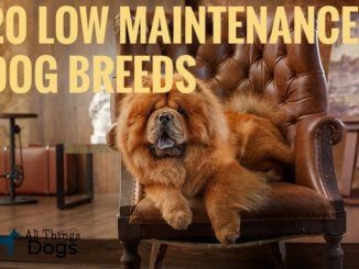 Lazy Dog Breeds