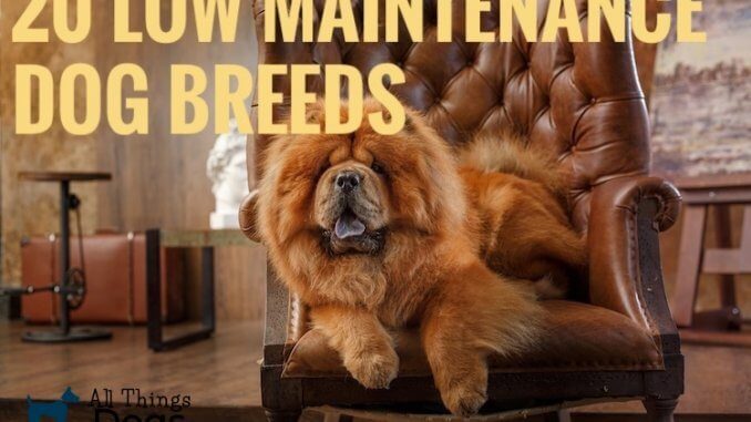 Lazy Dog Breeds