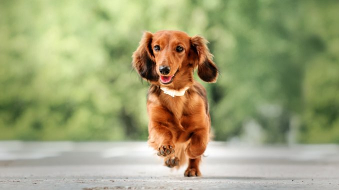 Long Haired Dachshund What To Know About This Stunning Dachshund Cover