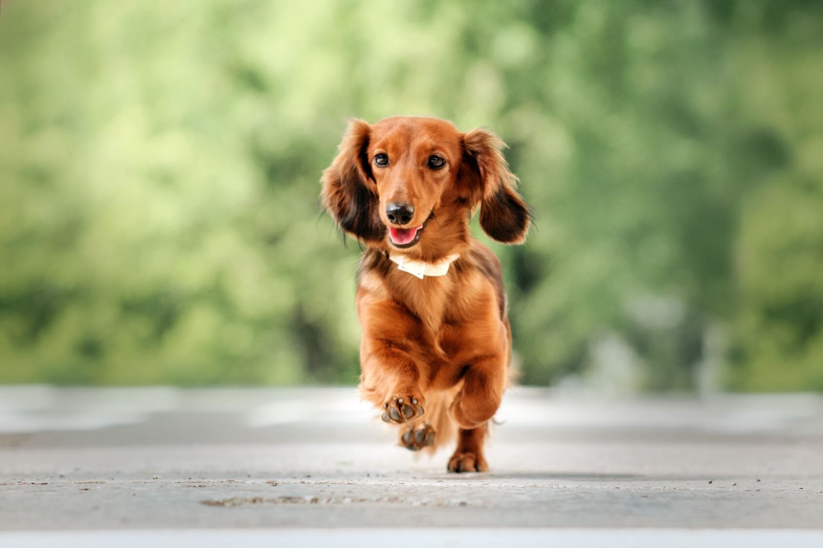 how much should you pay for a dachshund