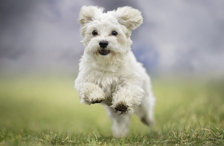 Maltese x West Highland Terrier Mix