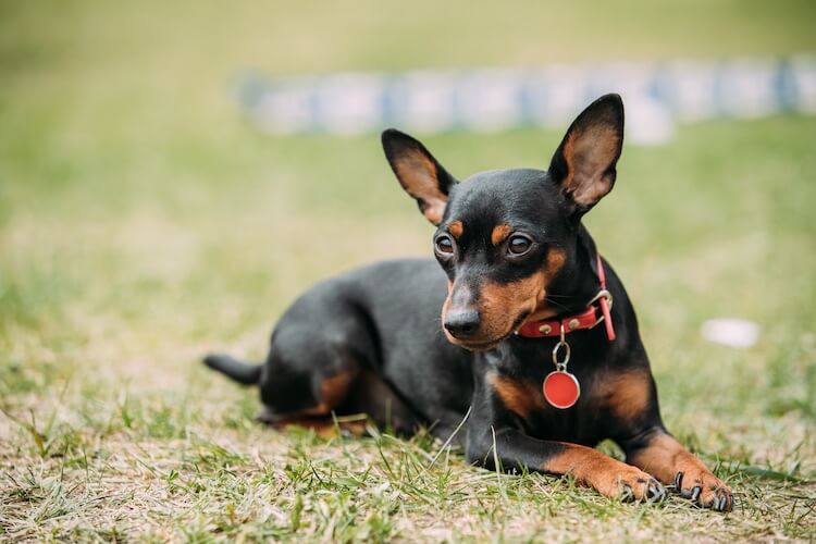 Miniature Pinscher