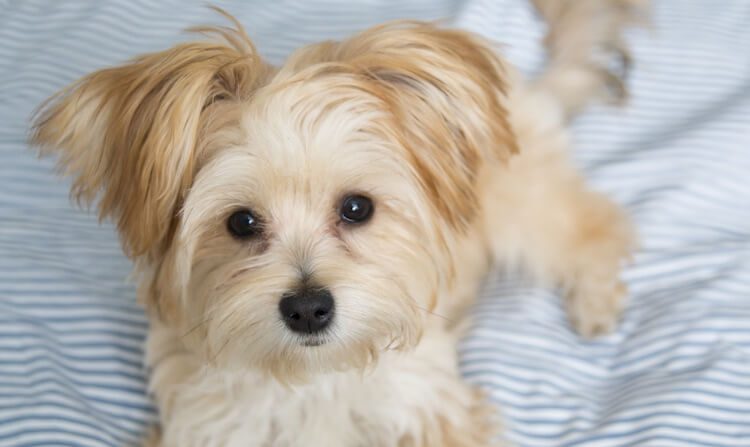 Morkie Yorkshire Terrier Mix