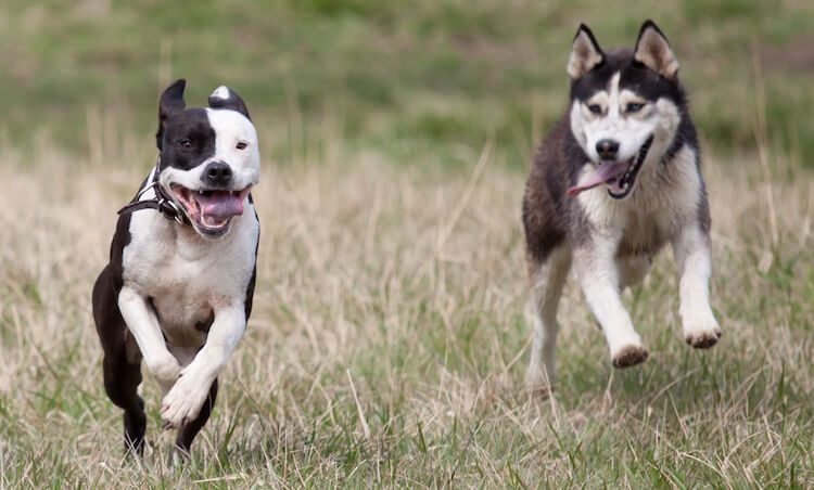 Pitsky Husky Terrier Mix