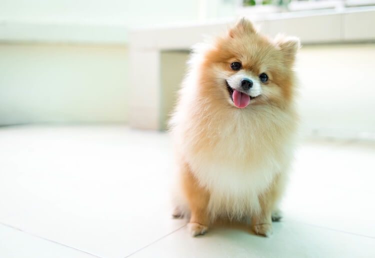 Pomeranian