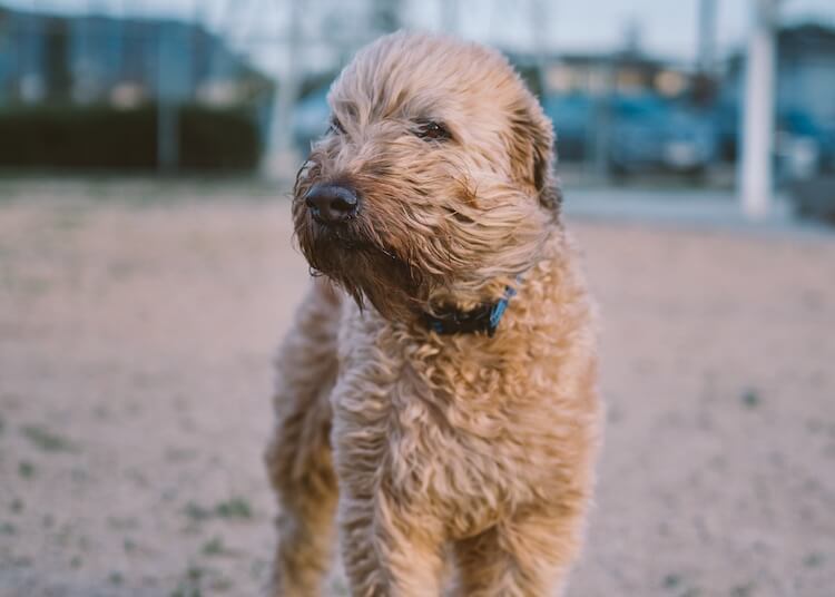 Poodle x Wheaton Terrier Mix