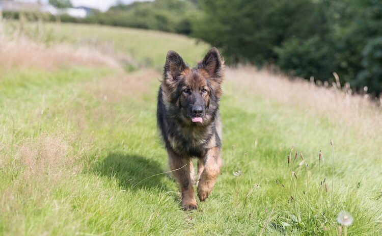 Sable German Shepherd Dog