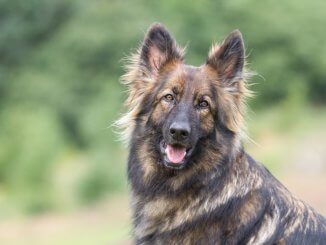 Sable German Shepherd Feature