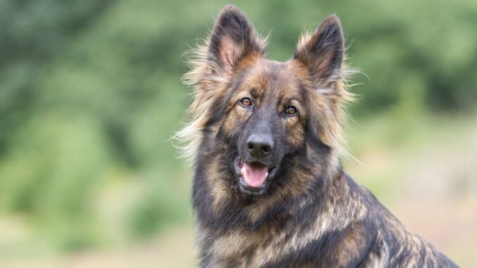 Sable German Shepherd Feature