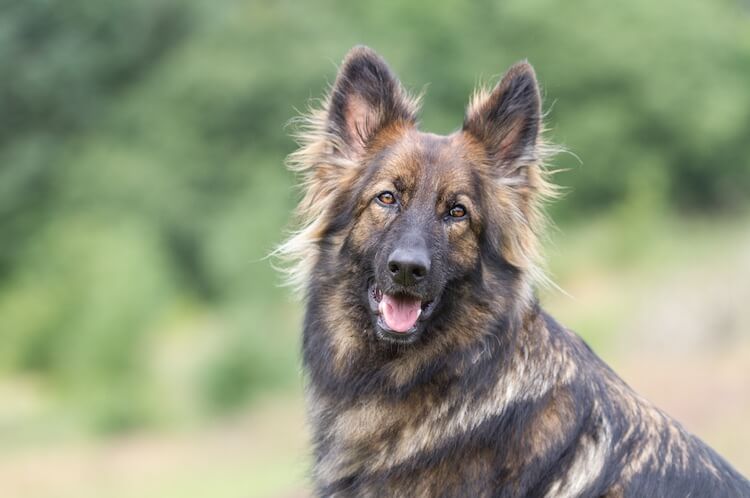 liver and tan german shepherd puppies for sale