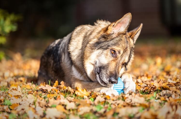 Sable German Shepherd Playing