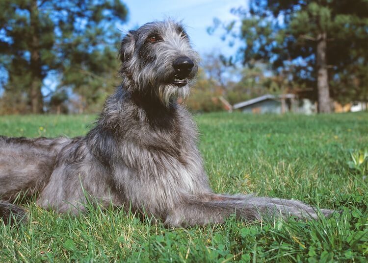 Scottish Deerhounds