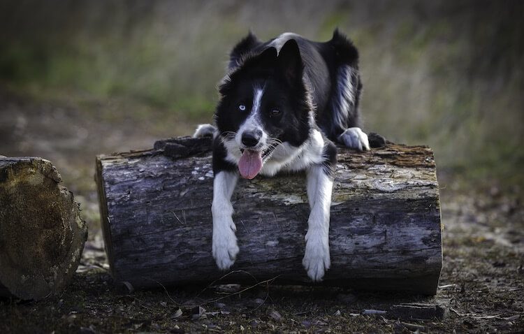 Shepherd Dog