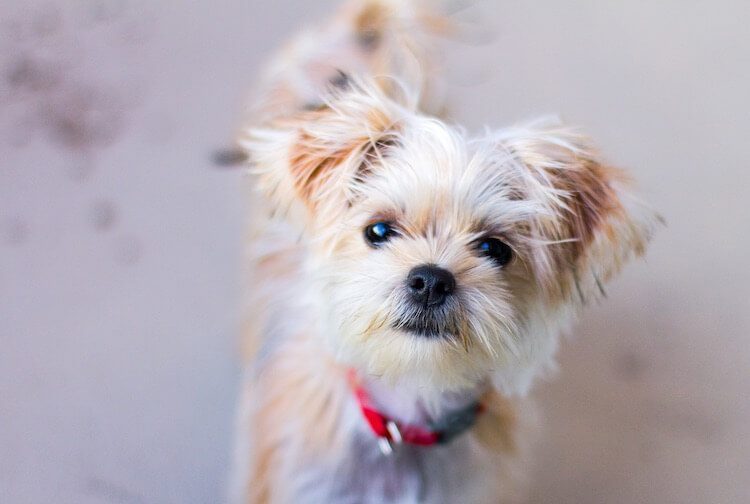 Shih Tzu x Yorkshire Terrier Mix