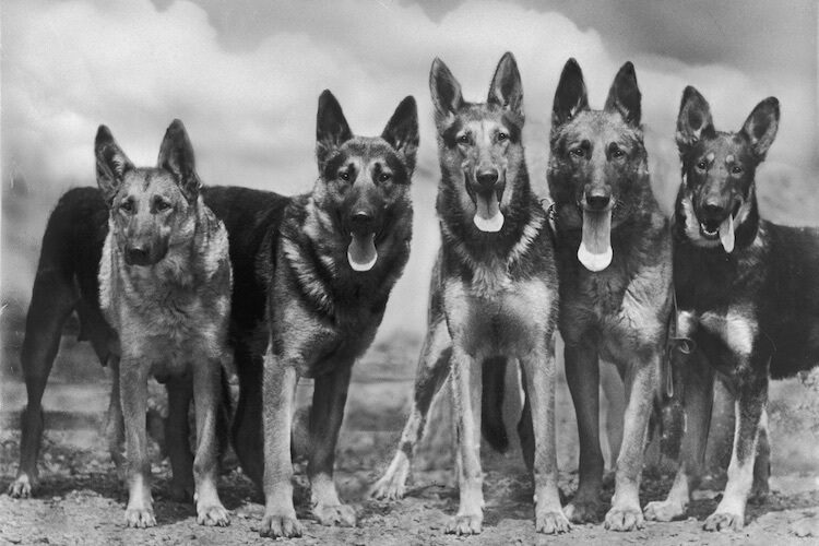 伝統的なジャーマンシェパード犬