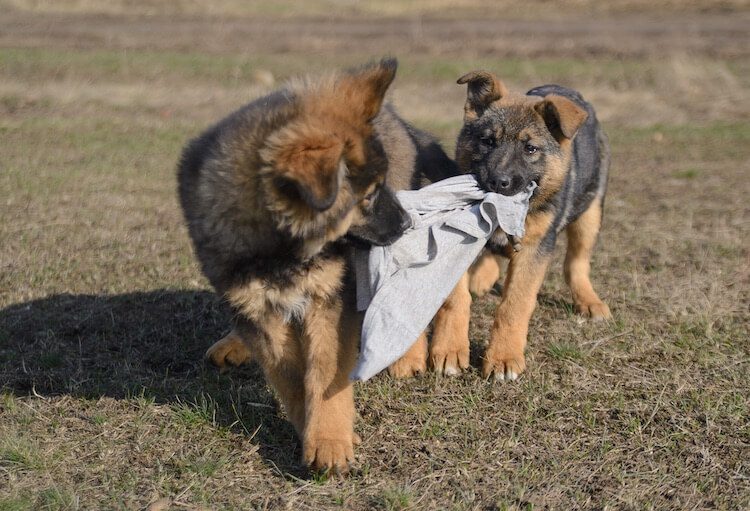 Two Sable German Shepherd Puppies